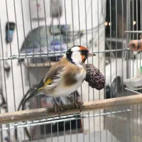 سهره نر انتیک|پرنده|قدس, شهر‌قدس|دیوار