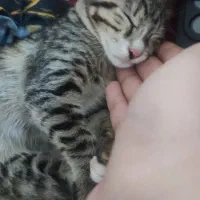 بچه گربه ی خوشگل کوچولو