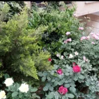 اجاره یا فروش آپارتمان در تکاوران جنوبی|اجارهٔ آپارتمان|تهران, علم و صنعت|دیوار