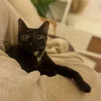 گم شده|گربه|قزوین, |دیوار