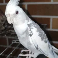 عروس هلندی لوتینو