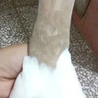 ماده سینه زرد|پرنده|قم, شهر قائم|دیوار