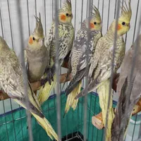 پرورش عروس هلندی