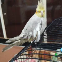عروس هلندی ماده آماده جفت گیری|پرنده|اهواز, کوی صنایع|دیوار