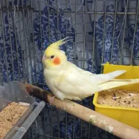 عروس هلندی ماده|پرنده|سمنان, |دیوار