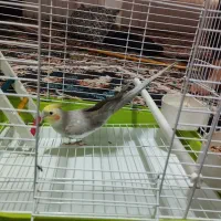 عروس هلندی|پرنده|قم, نیروگاه|دیوار