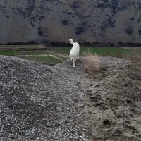 سگ.|سگ|آشخانه, |دیوار