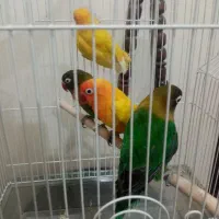 کوتوله مولد با دو جوجه بالغ