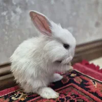 خرگوش بامزه