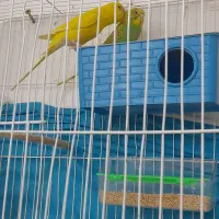 مرغ عشق|پرنده|مشهد, موعود|دیوار