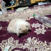 خرگوش پشمالو