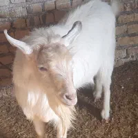 نربز سانن یزد