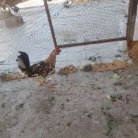 خروس گلین|حیوانات مزرعه|تبریز, |دیوار