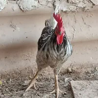 خروس گاین|حیوانات مزرعه|اهواز, بهارستان|دیوار