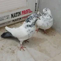 کله دم سبزپرشی دم تخت سبز