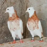 دوتا طوق سور نر