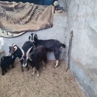 بز شیرازی جوان