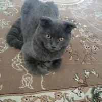 گربه اسکاتیش بریتیش ماده|گربه|ساری, |دیوار