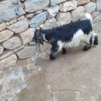 بیگ|حیوانات مزرعه|اندیکا, |دیوار