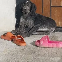 سگ ماده شکاری