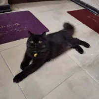 فروش گربه پرشین