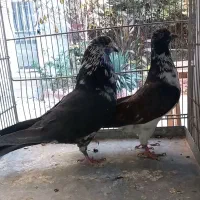 کبوتر کفتر چند جفت عالی|پرنده|فردیس, قریشی|دیوار