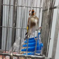 سهره جوجه و (جفتی )|پرنده|تهران, خاوران|دیوار