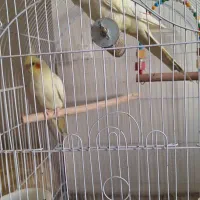 دو عدد عروس هلندی کاملا سالم|پرنده|پردیس, فاز ۸|دیوار