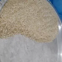 فروش برنج امسال