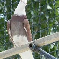 کبوتر های رفتنی آذرشهر