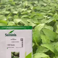 سالن تولید (نشا) کشت آزاد|خدمات باغبانی و درختکاری|بندرعباس, |دیوار