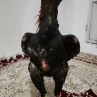 خروس لاری اشامو