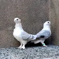 کبوتر ساتن بلژیکی