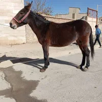 فروش ۸عدد قاطر|حیوانات مزرعه|لاران, |دیوار