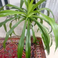 گل برگ ذرتی