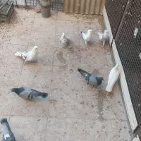 پرنده|پرنده|سمنان, |دیوار