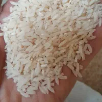 برنج هاشمی گیلان