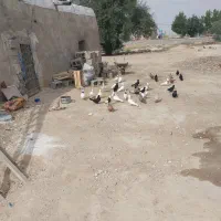 کبوتر کله ای طوقی وزاغ