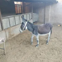 فروش یک الاغ بخته|حیوانات مزرعه|شیراز, داریون|دیوار
