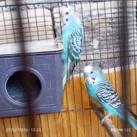 مرغ عشق|پرنده|ایذه, |دیوار