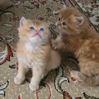 بچه گربه های بریتیش