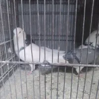 خ کبوتر پرشی|پرنده|بومهن, |دیوار