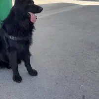 سگ ژرمن|سگ|سمنان, |دیوار