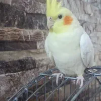 عروس هلندی|پرنده|اصفهان, شهرک میلاد|دیوار