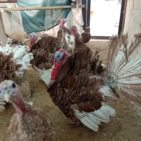 بوقلمون بوربون