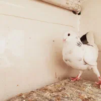 کبوتر