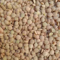 عدس به شرط پخت