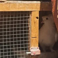 جفت کن سالم درحدنو قیمت مناسب