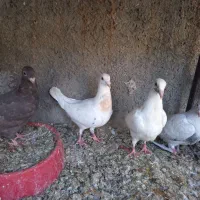 جوجه سرور|پرنده|لنجان, |دیوار