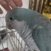 طوطی راهب 8ماهه